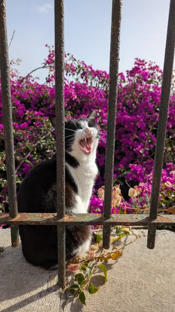 Αρ. 11 · Ερμούπολη