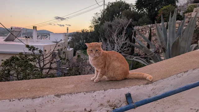 Αρ. 15 · Άνω Σύρος