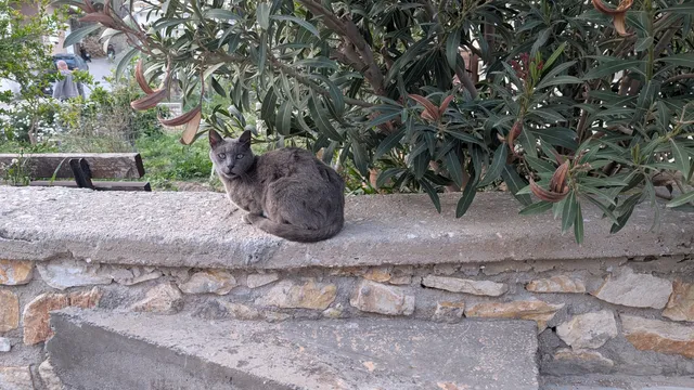 Αρ. 21 · Άνω Σύρος