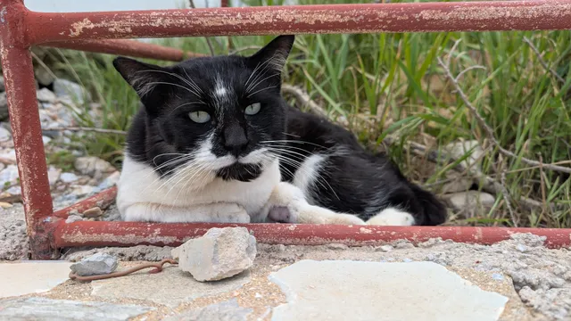 Αρ. 25 · Άνω Σύρος