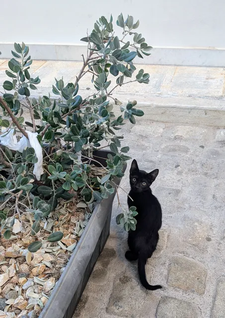 Αρ. 33 · Ερμούπολη