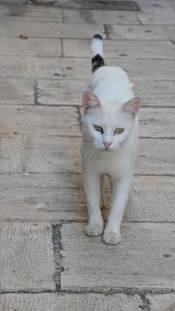 A white cat with yellow eyes and a black-banded tail walks towards the camera across stone paving.