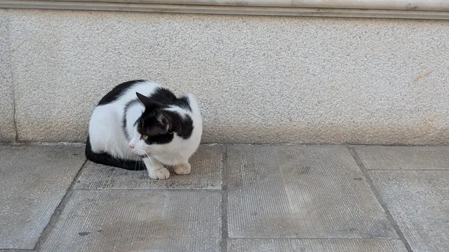A black and white cat crouches on the pavement against a granite wall, looking to one side.