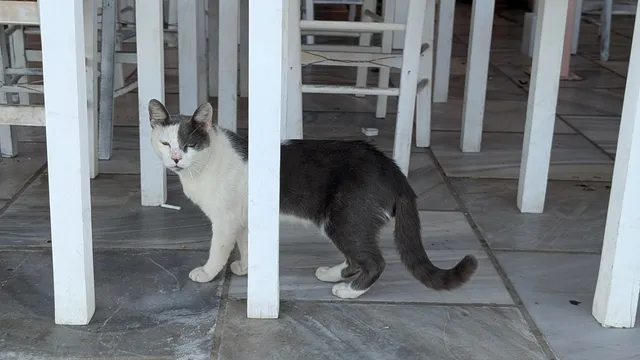 A grey and white cat walks between the white legs of taverna tables and chairs on a stone floor.