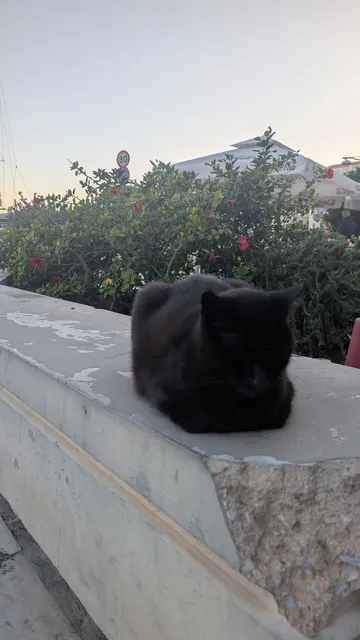 A black cat sits hunched on a low concrete wall at dusk, in front of a flowering hibiscus hedge.