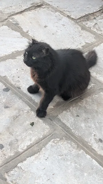 A fluffy black cat with green eyes crouches on pale stone paving, looking to one side.