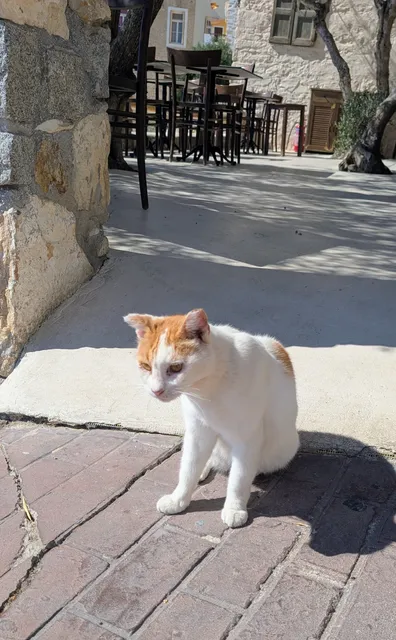A white cat with ginger patches on its head sits on brick paving in the sun, with a café terrace behind it.