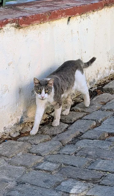 A grey and white cat walks along a cobbled street beside a whitewashed wall.
