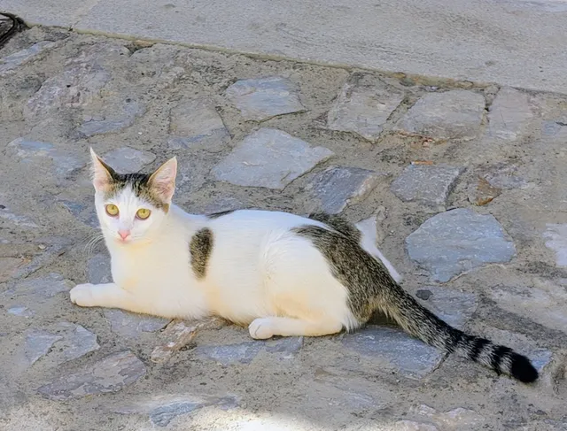 A white cat with tabby patches and a ringed tail lies on a stone-paved path, looking at the camera with yellow eyes.