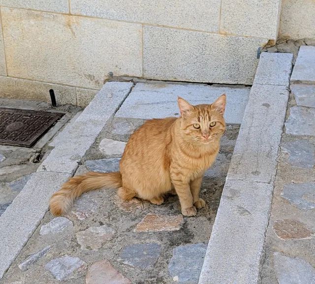 A ginger cat sits on a stone-paved path between granite kerbs, looking at the camera.