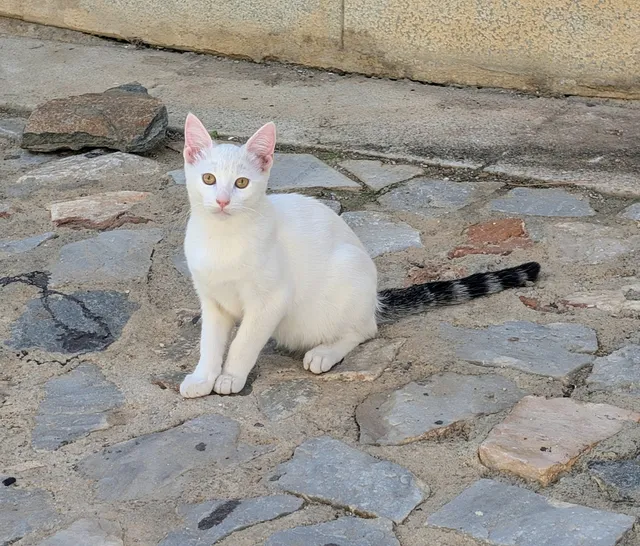 A white kitten with pink ears and a black-banded tail sits on stone paving, looking at the camera.