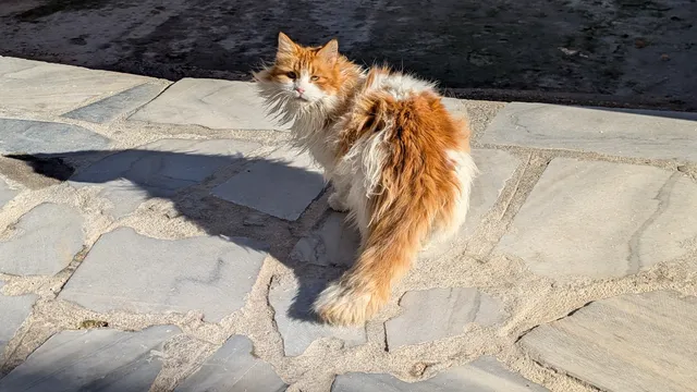 Αρ. 5 · Ερμούπολη