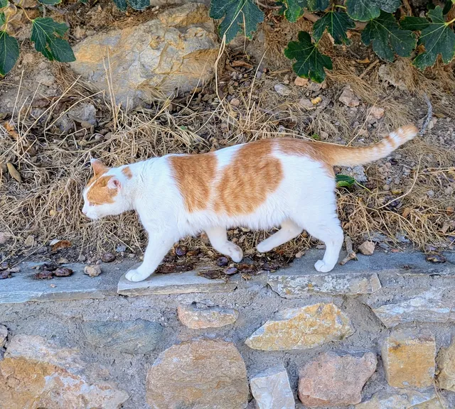 A white and ginger cat walks along the top of a stone wall, past dry grass and ivy.
