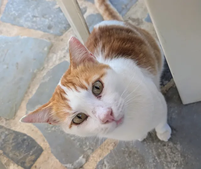 A ginger and white cat looks straight up into the camera from a stone-paved floor.