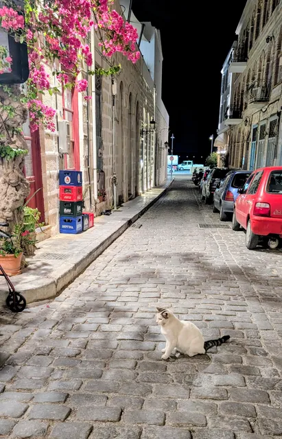 A white cat with a black-banded tail sits in a cobbled street at night, under pink bougainvillea and beside parked cars.