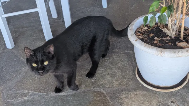 A black cat with yellow eyes stands on a flagstone terrace next to a white plant pot, looking at the camera.