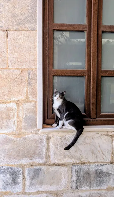 A black and white cat sits on the sill of a brown wooden window in a stone wall, looking up.