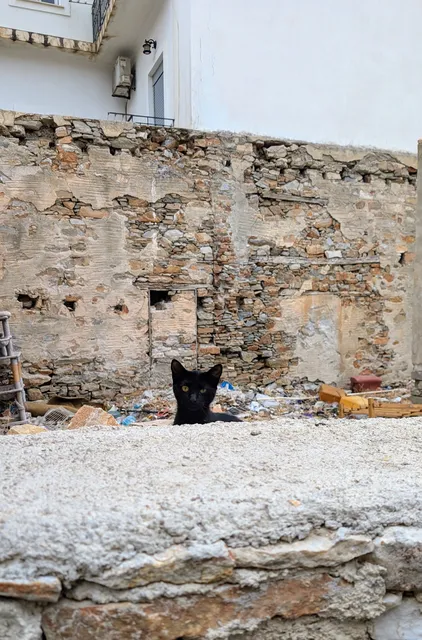 A black kitten peeks over a rough stone wall, in front of a ruined house full of rubble.
