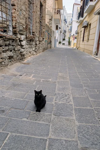 A black cat sits in the middle of an empty paved street, between old stone and pastel-painted houses.