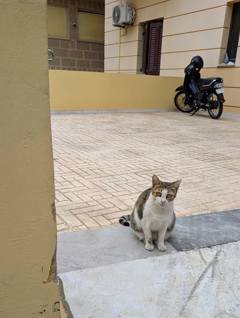 A tabby and white cat sits on a marble threshold by a yellow wall, with a paved courtyard and a parked scooter behind it.