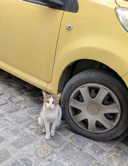 A tabby and white cat sits on cobbles beside the front wheel of a yellow car, looking up at the camera.