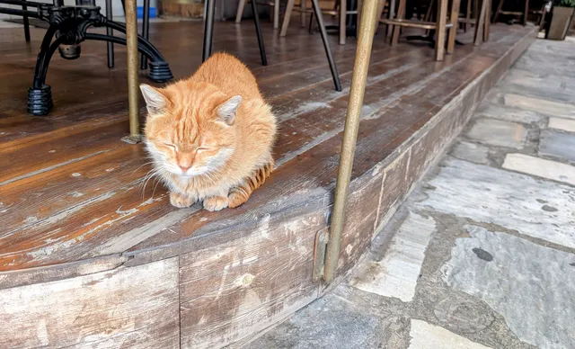 A ginger cat sits with its eyes closed on the edge of a worn wooden café deck, between brass posts.