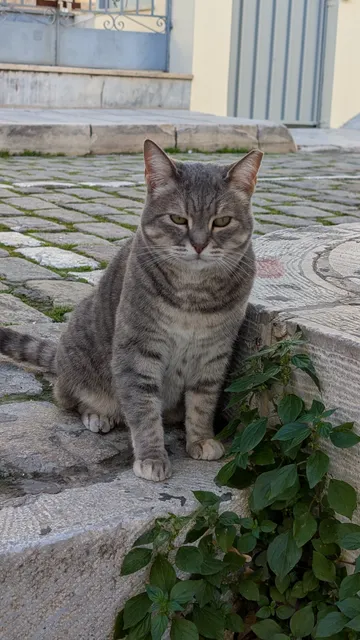Αρ. 8 · Ερμούπολη